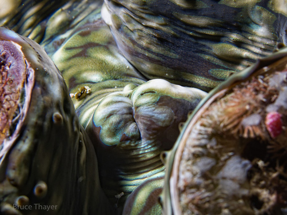 Close up of a Clam or abstract art? - taken by Bruce