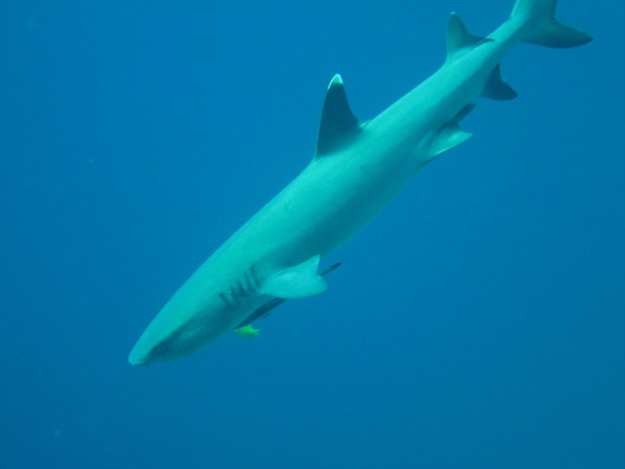 A curious White Tip Reef Shark: taken by Steve