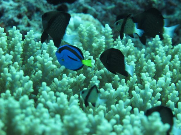 Sarah hangs out with Dory in Namena