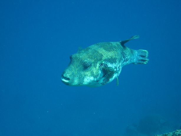 Puffer fish: taken by Ross & Terri