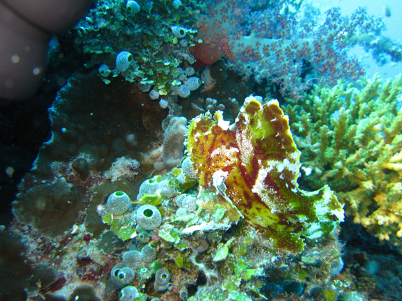 A Scorpion Leaf Fish hanging out at Makogai: taken by Steve