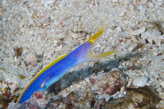 Blue Ribbon Eel at Wakaya - taken by Mark