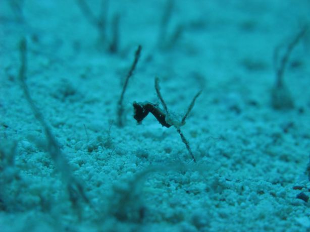 Pygmy Seahorse: taken by Sarah