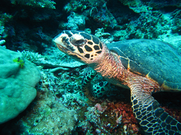 A relaxed Turtle: taken by Steve