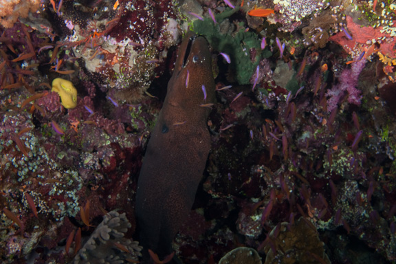 Moray being cleaned in Namena - taken by Rebecca