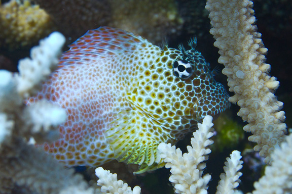 Leopard Blenny hiding out - taken by Mark