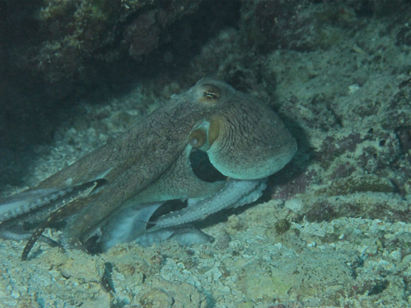 Sarah loves her Cephalopods