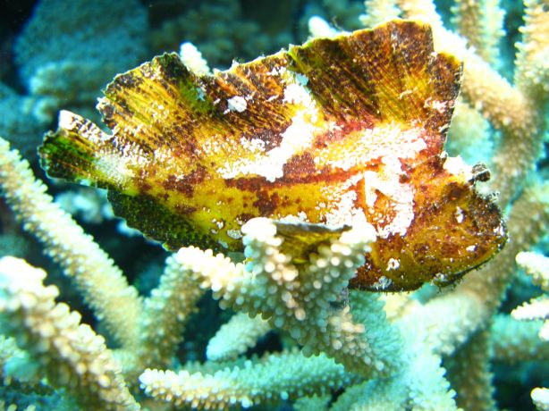 Scorpion leaf fish: taken by Kevin