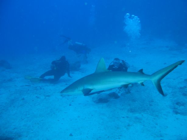 Grey reef shark cruising at NSAT: taken by Kevin