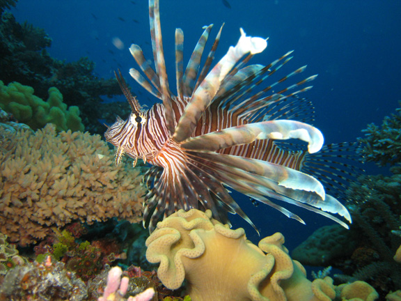 Chiara shoots a Lion Fish hanging out in Namena