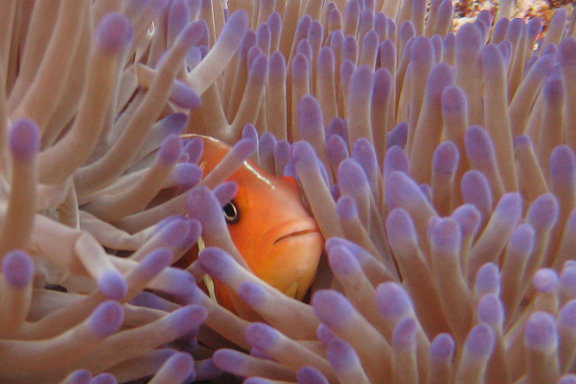 Chiara shoots the Anenome Fish hiding out