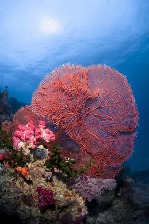 Huge sea fan - taken by Steve