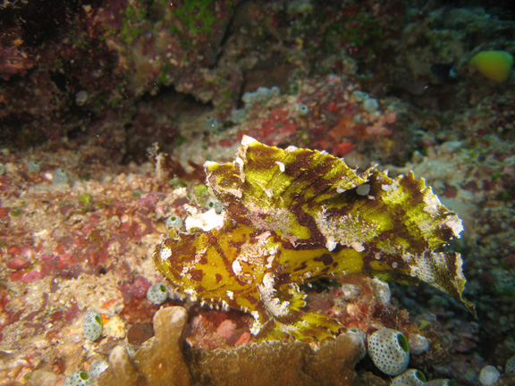 Chiara finds 2 new Scorpion Leaf Fish at the arch on NSAT