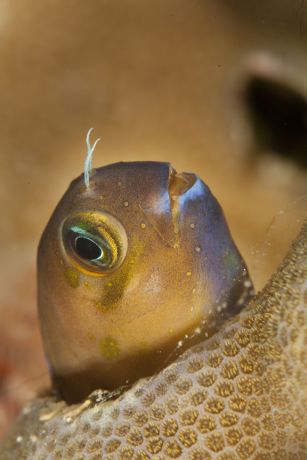 Blenny poses for Steve