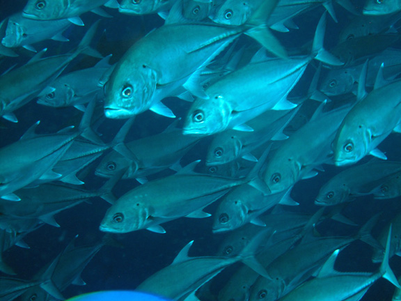 Schooling Jacks in Namena by David