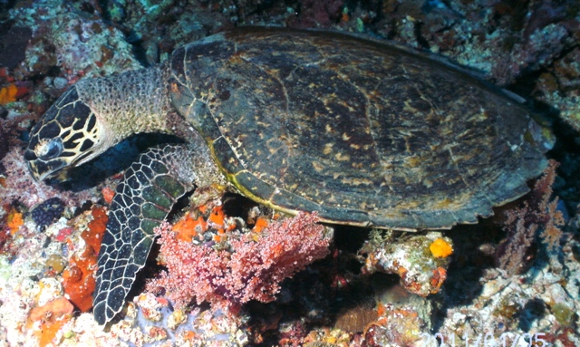 I know coral is scarce, but it's just so delicious! - by Joe T