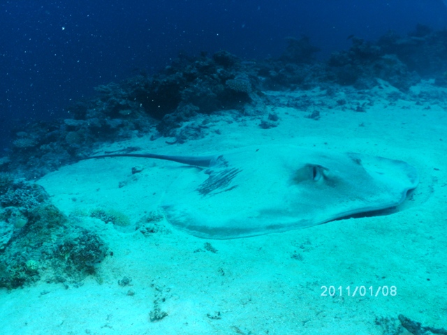 Rare Tahitian stingray - by Joe T