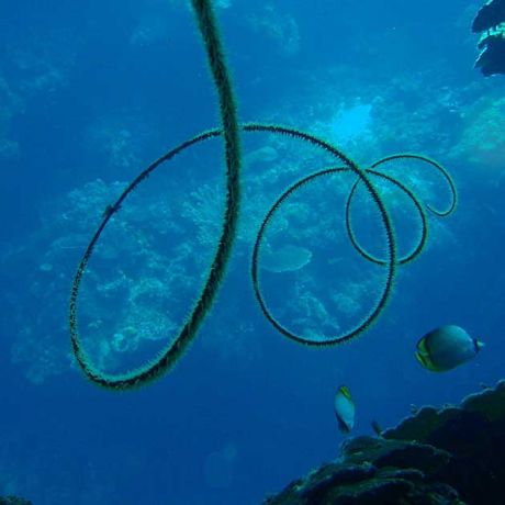 Whip coral by Karl