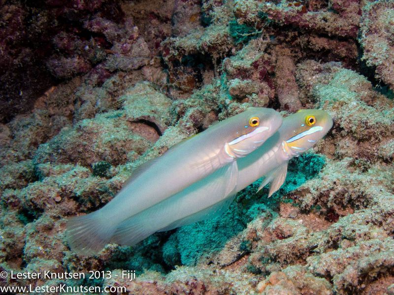 Blue Streak Gobys by Lester Knutsen. www.lesterknutsen.com