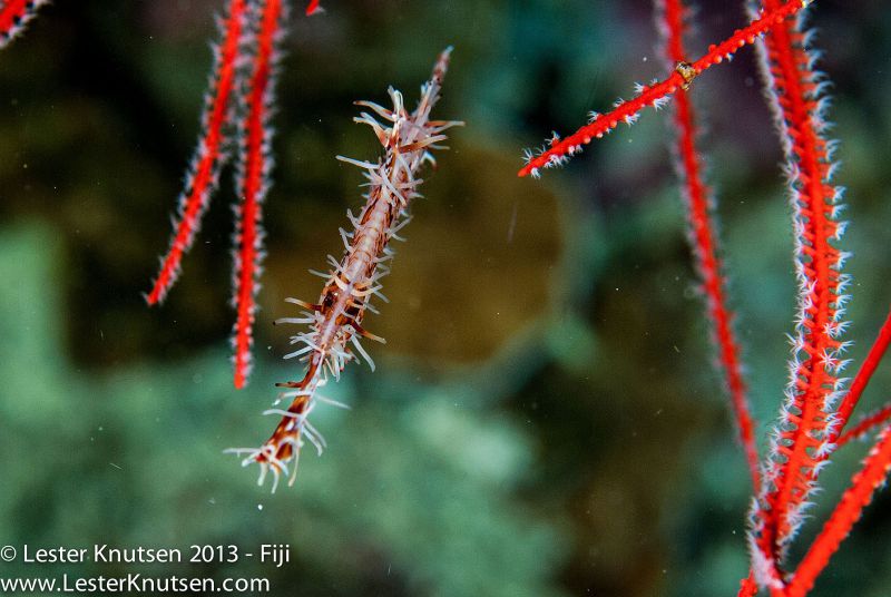 Ornate Ghostpipefish by Lester Knutsen. www.lesterknutsen.com