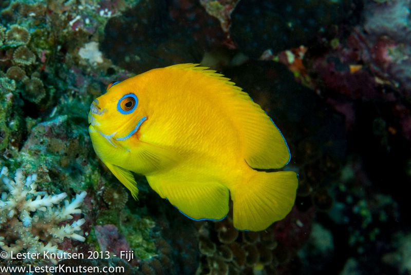 Lemon Peel Angelfish by Lester Knutsen. www.lesterknutsen.com