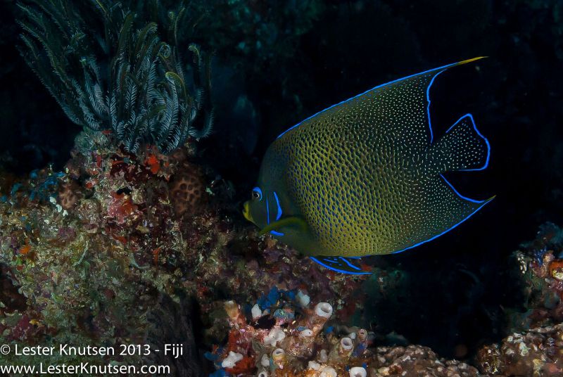 Semicircle Angelfish by Lester Knutsen. www.lesterknutsen.com