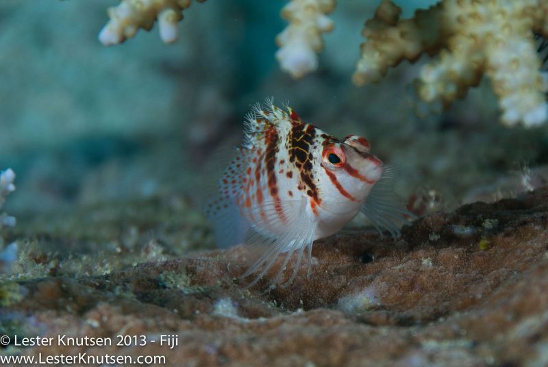 Pixie Hawkfish by Lester Knutsen. www.lesterknutsen.com