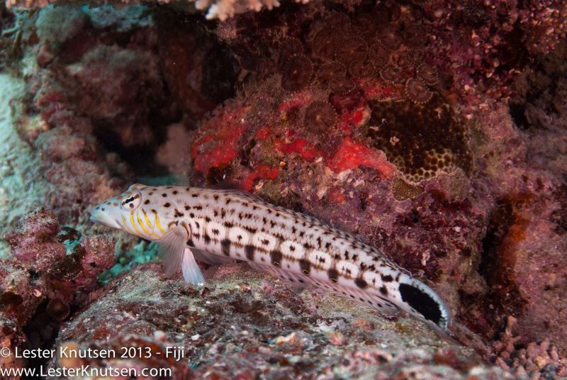 Sand Perch by Lester Knutsen. www.lesterknutsen.com