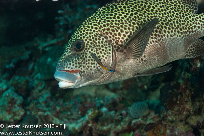 Many Spotted Sweetlips by Lester Knutsen. www.lesterknutsen.com