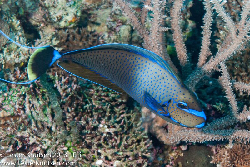 Bignose Unicornfish by Lester Knutsen. www.lesterknutsen.com