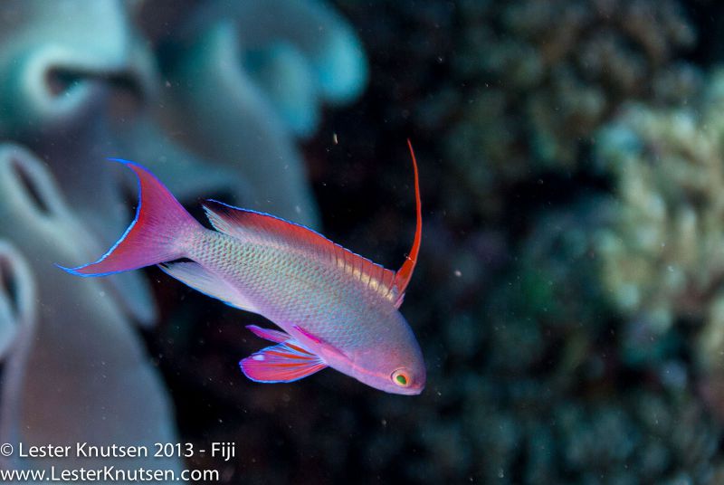 Scalefin Anthias (Male) by Lester Knutsen. www.lesterknutsen.com