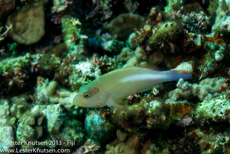 Arc-eye Hawkfish by Lester Knutsen. www.lesterknutsen.com