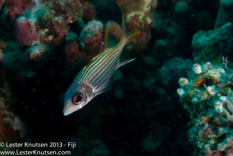 Soldierfish by Lester Knutsen. www.lesterknutsen.com