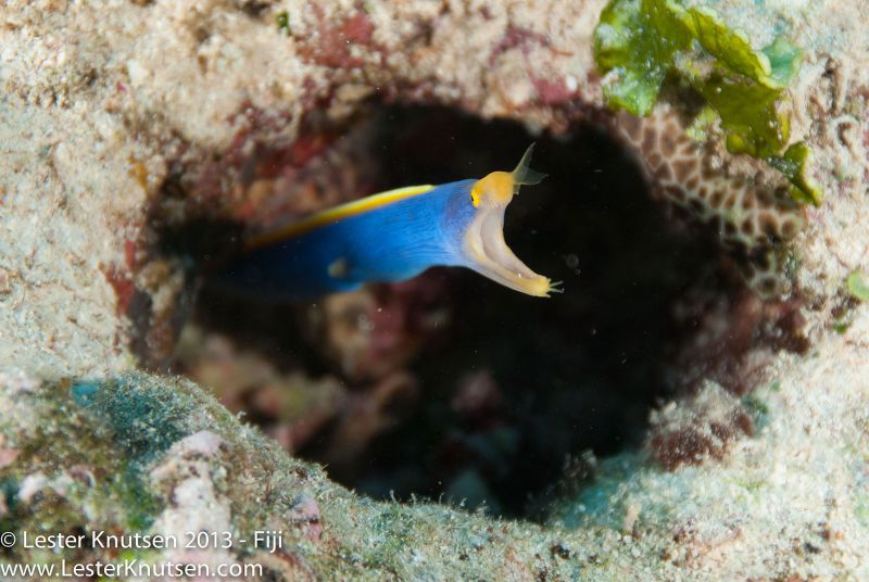 Blue Ribbon Eel by Lester Knutsen. www.lesterknutsen.com