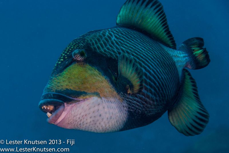 Titan Triggerfish by Lester Knutsen. www.lesterknutsen.com