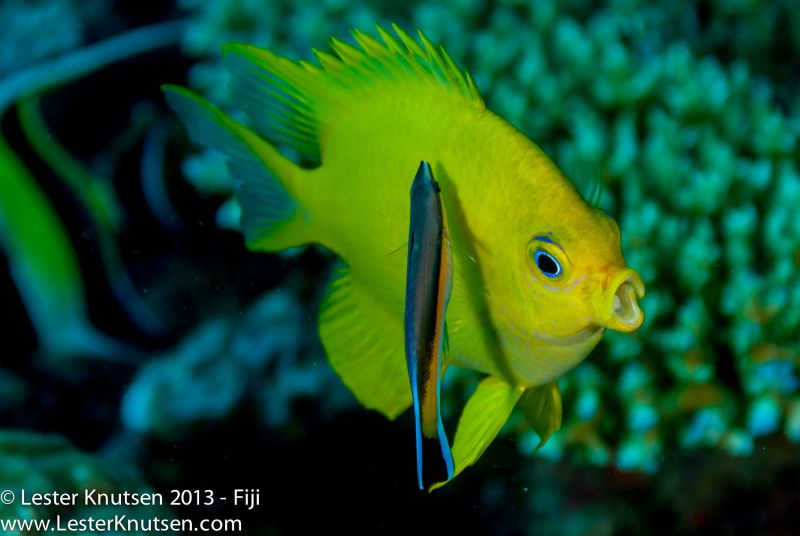 Golden Damsel and Bluetreak Cleaner Wrasse by Lester Knutsen. www.lesterknutsen.com