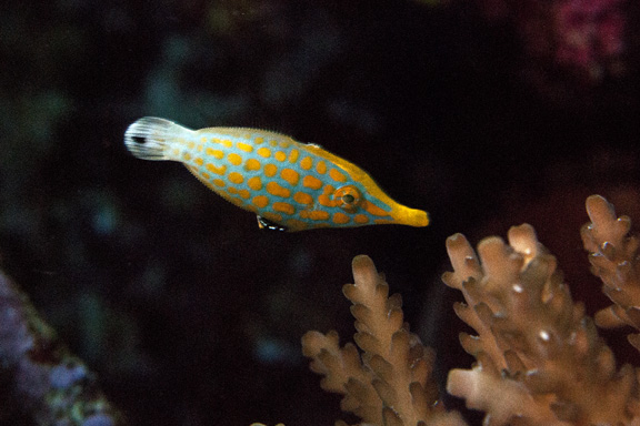 Long Nosed File Fish feeding in the hard coral: taken by Dee