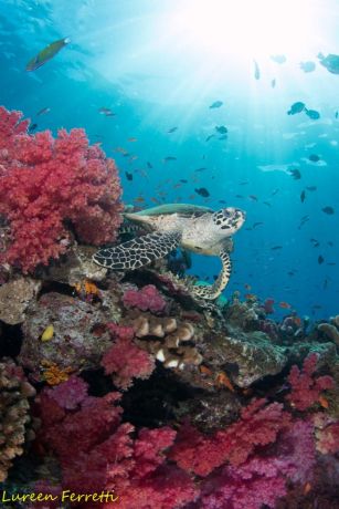 OK I'm here, I'm swimming over the reef just like you asked...how do I look? - by Lureen