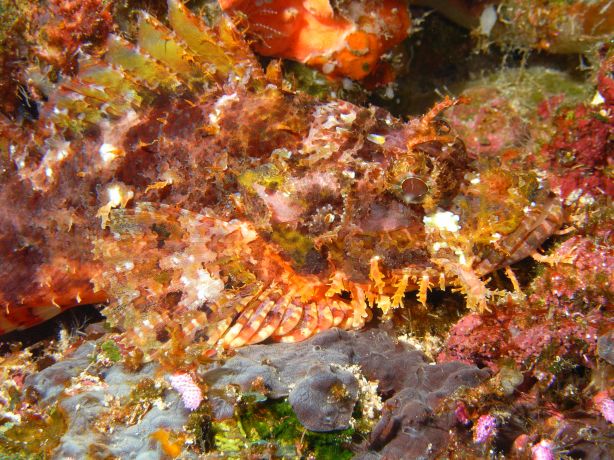 Well camouflaged scorpion fish by Robert C.