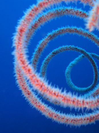 Spiral Whip Coral taken by Susan & Glenn