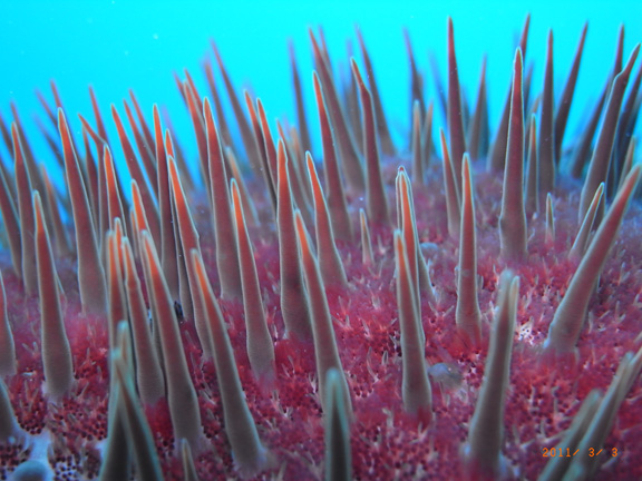 Abstract art from the underwater world taken by Susan & Glenn