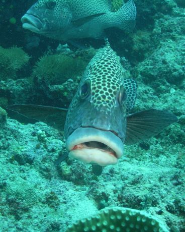 A fish with botox lips - taken by Ray