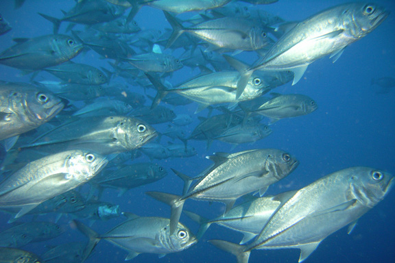 Huge school of Jacks gathering at NSAT - captured by Ray