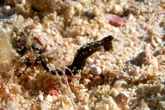 Pygmy Horsepipe Fish??? still undetermined - taken by Ray