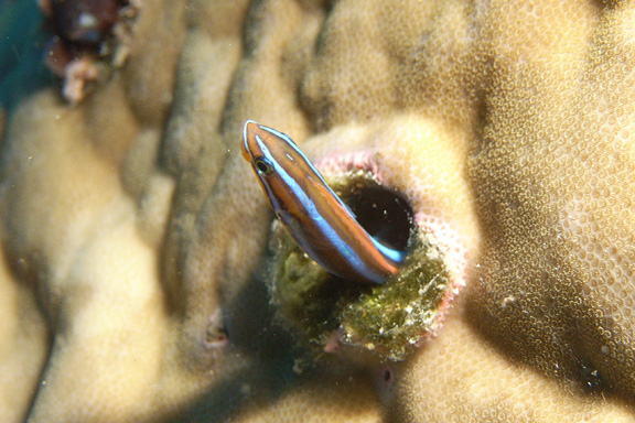 Fang Blenny hiding out - Taken by Ray