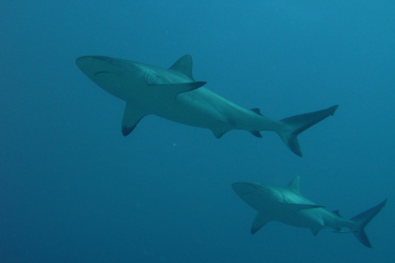 Grey Reefs lining up in Nigali for Ray to shoot