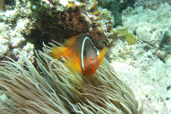 Anemone Fish posing for Ray