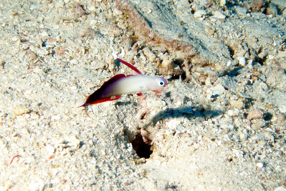 Decorated Dart Fish at 100ft in Wakay - taken by Ray