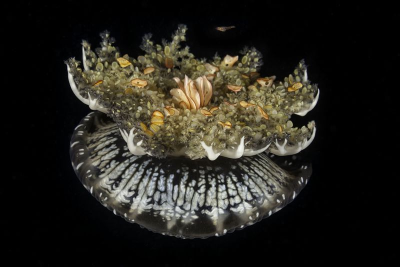 Upside Down Jelly by Dave. www.davidfleetham.com