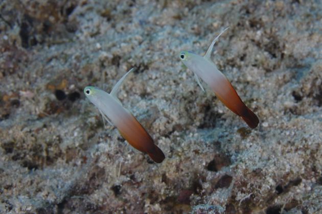 Fire dart fish, taken by Fred